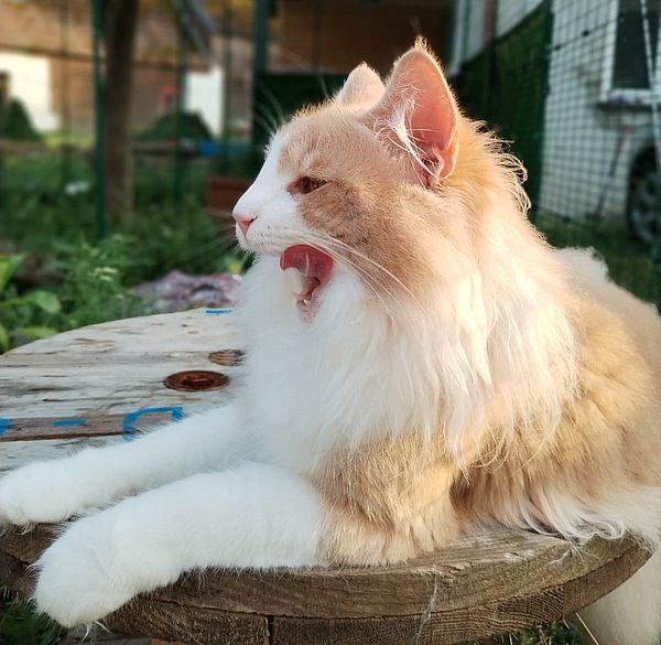 56Ninos_im_Frhjahr_2025