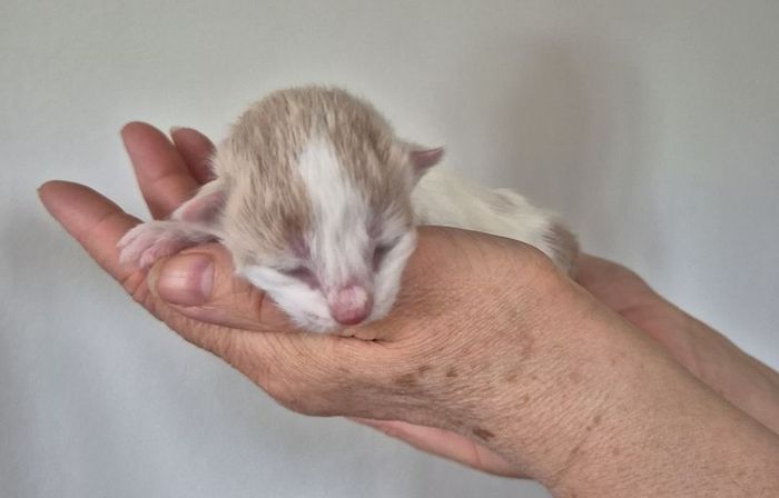 01Oberon_1_Woche_alt