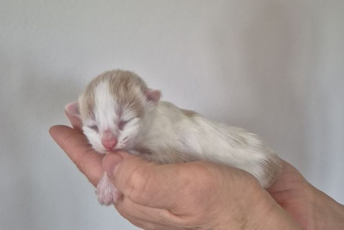 02Oberon_1_Woche_alt