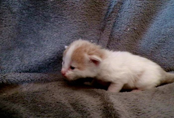 03Oberon_2_Wochen_alt