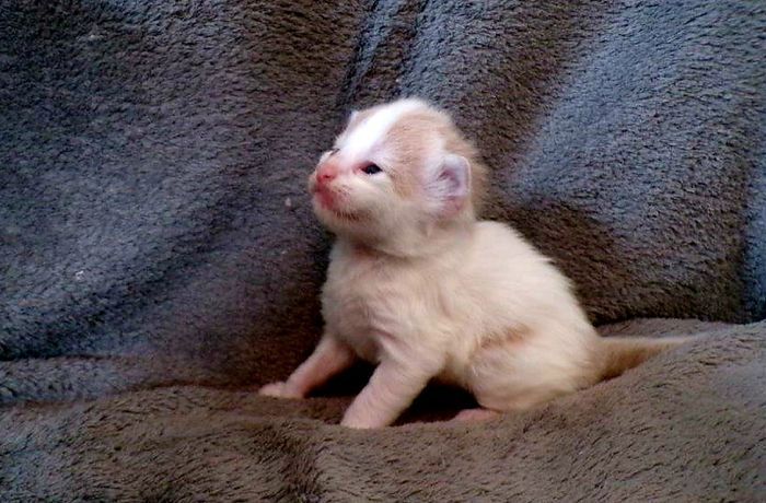 04Oberon_2_Wochen_alt