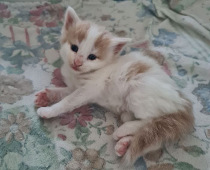 08Oberon_4_Wochen_alt_7