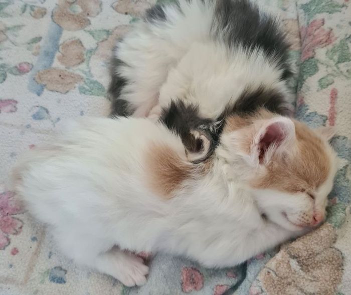 09Oberon_4_Wochen_alt