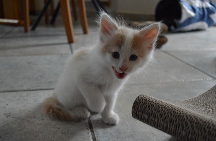 12Oberon_7_Wochen_alt_