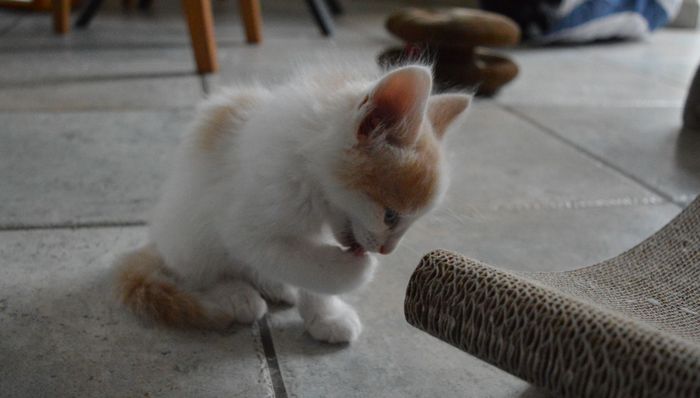 14Oberon_7_Wochen_alt