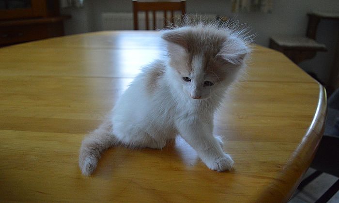 16Oberon_8_Wochen_alt