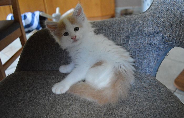 17Oberon_8_Wochen_alt