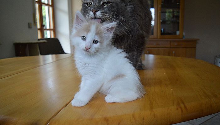 18Oberon_8_Wochen_alt