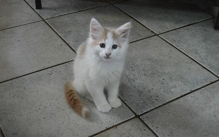 19Oberon_10_Wochen_alt_