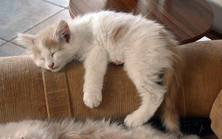 20Obero_10_Wochen_alt_