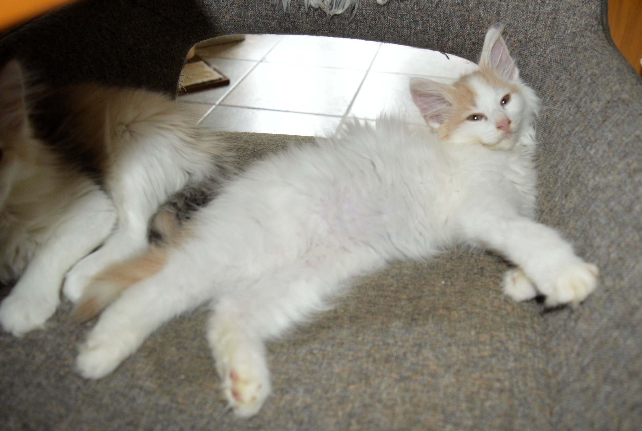 21Oberon14_Wochen_alt