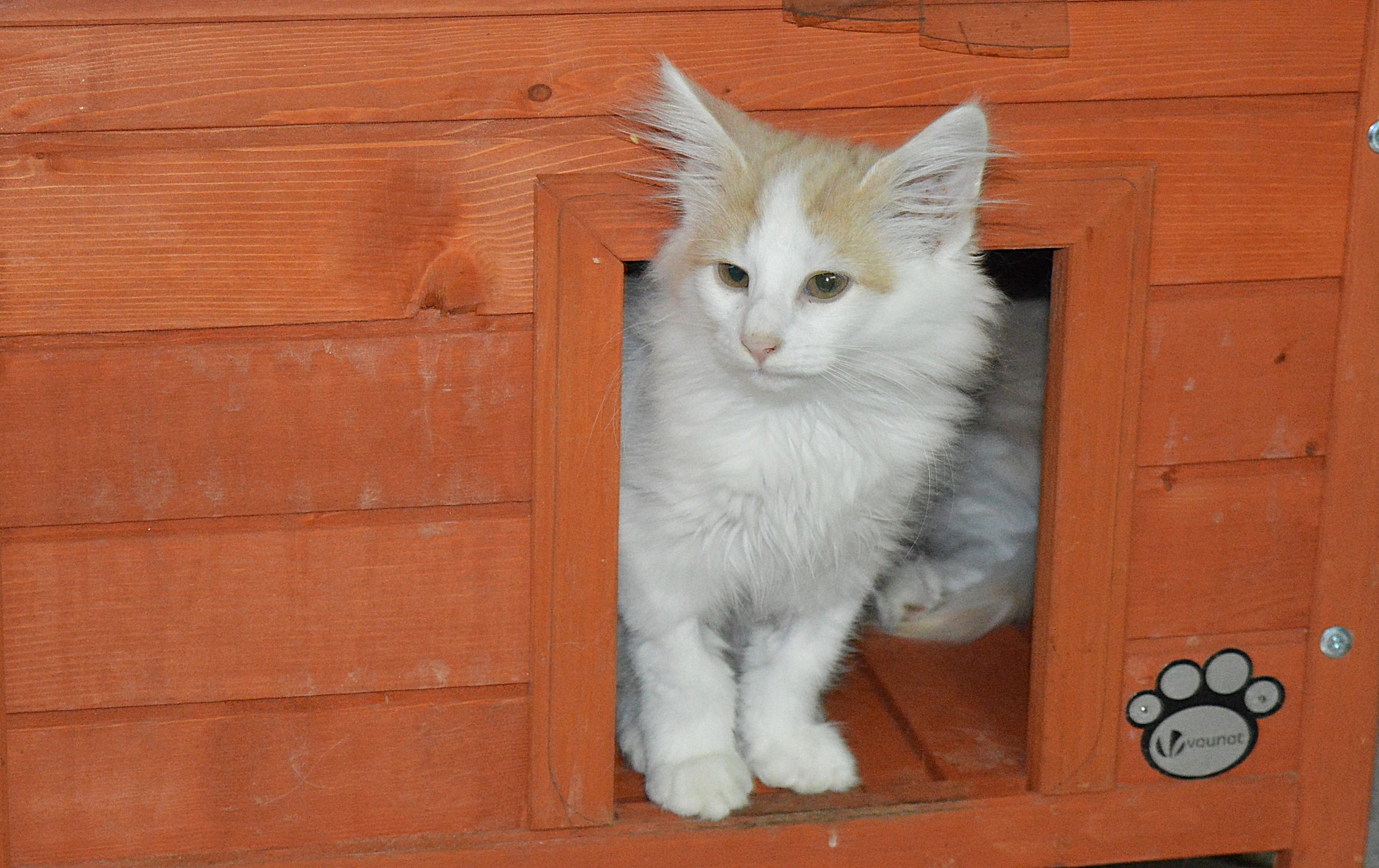 22Oberon_165_Wochen_alt