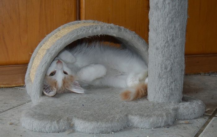 23Oberon_17_Wochen_alt