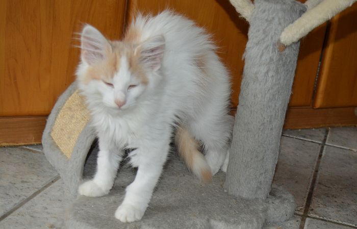 24Oberon_17_Wochen_alt