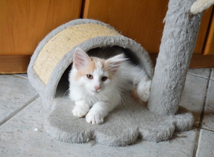 25Oberon_17_Wochen_alt