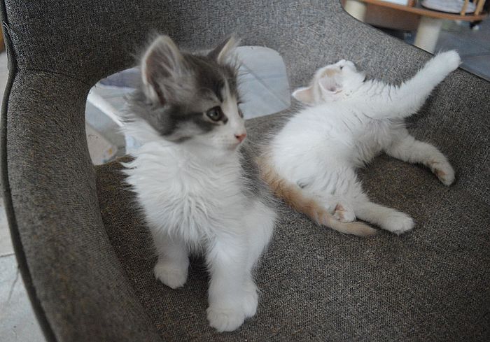 15Odette_mit_Orpheus_8_Wochen_alt