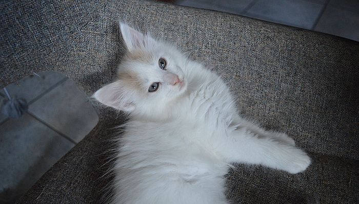 16Odette_8_Wochen_alt