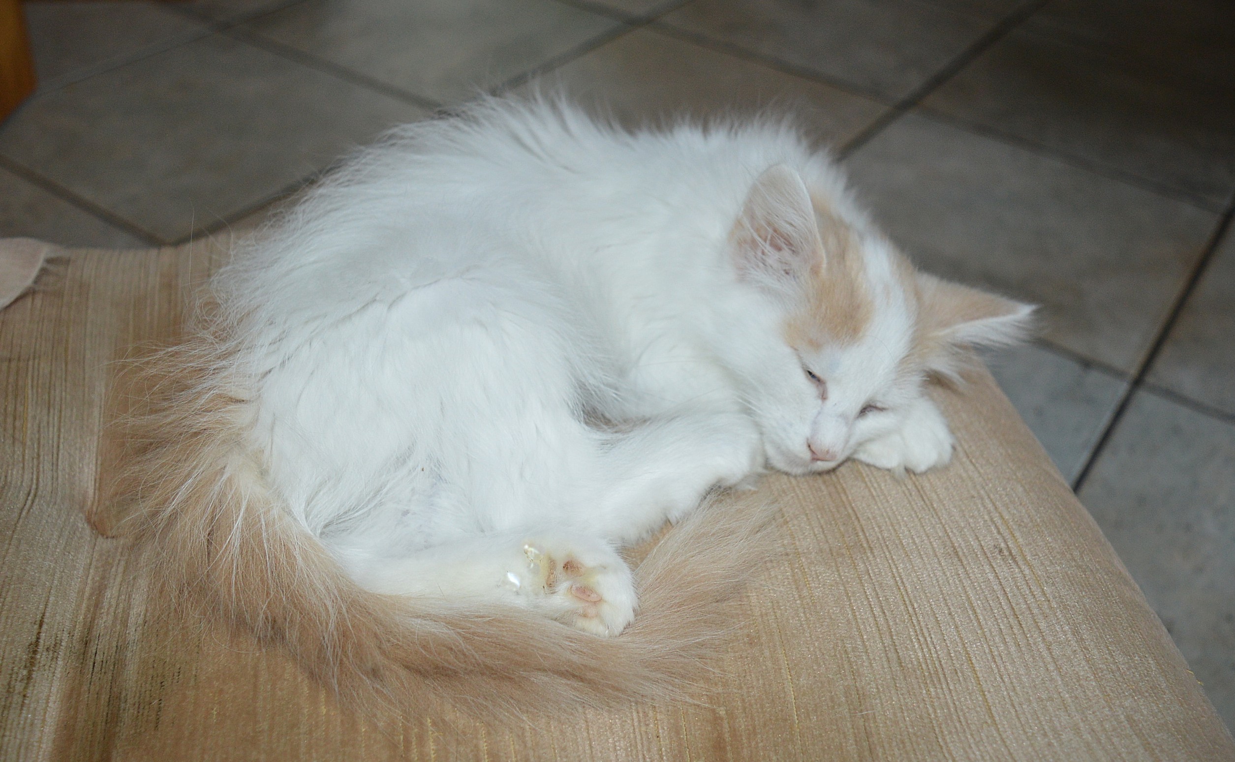 22Odette_14_Wochen_alt