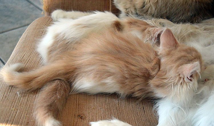 21Odile_10_Wochen_alt