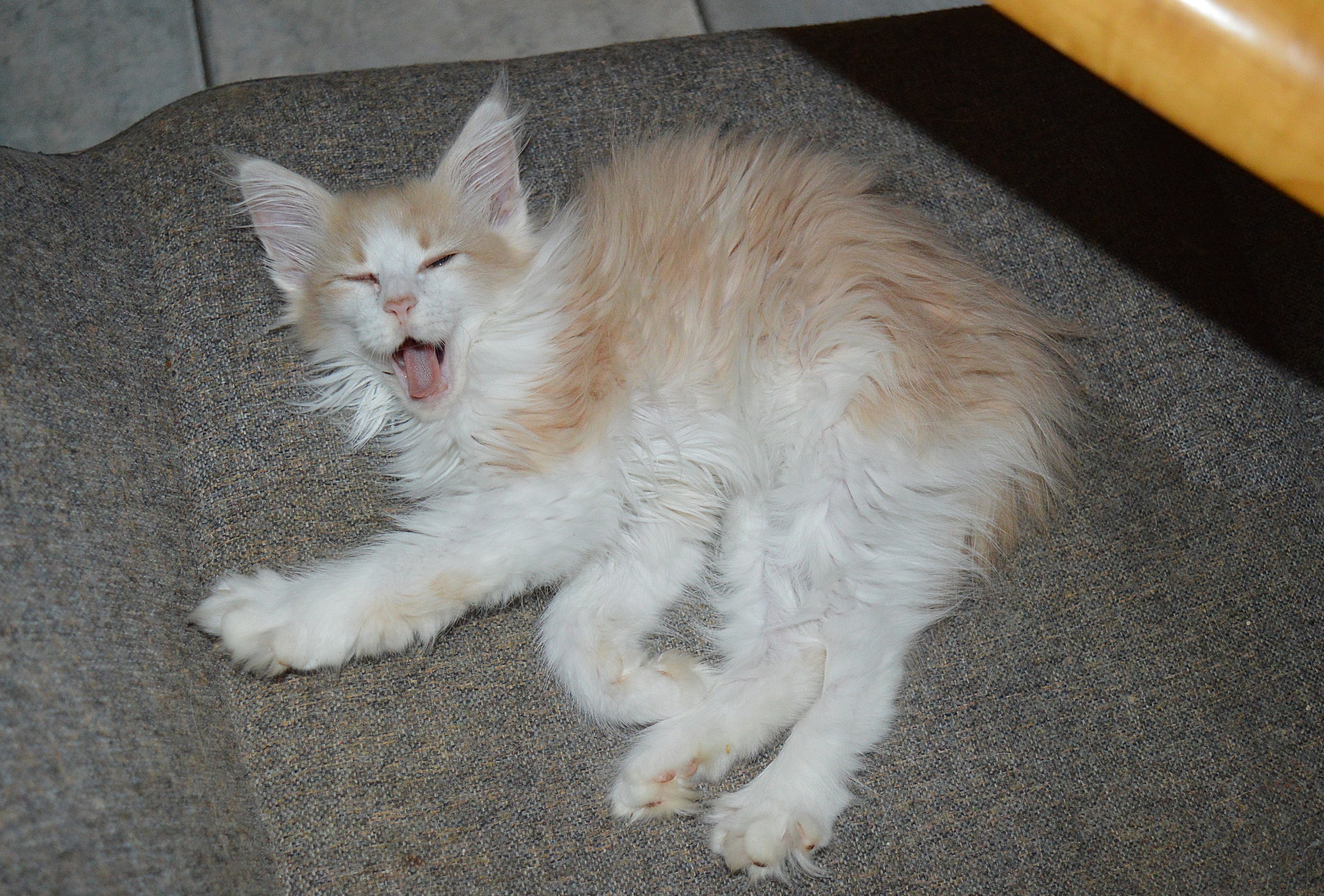 22Odile_14_Wochen_alt