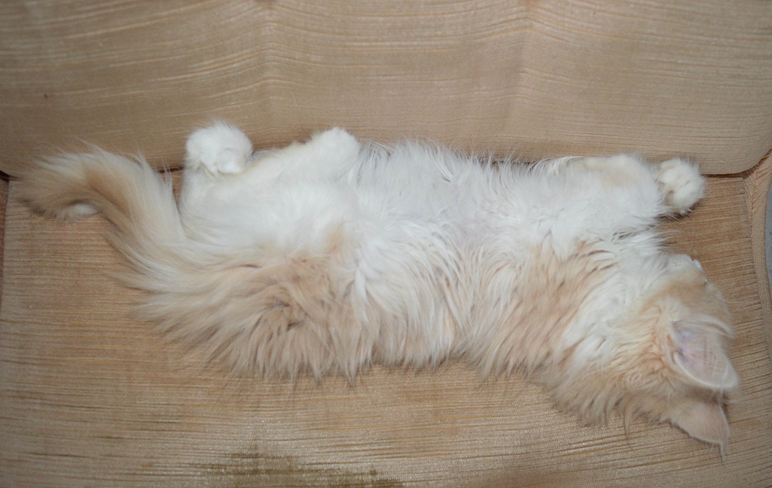 24Odile_14_Wochen_alt