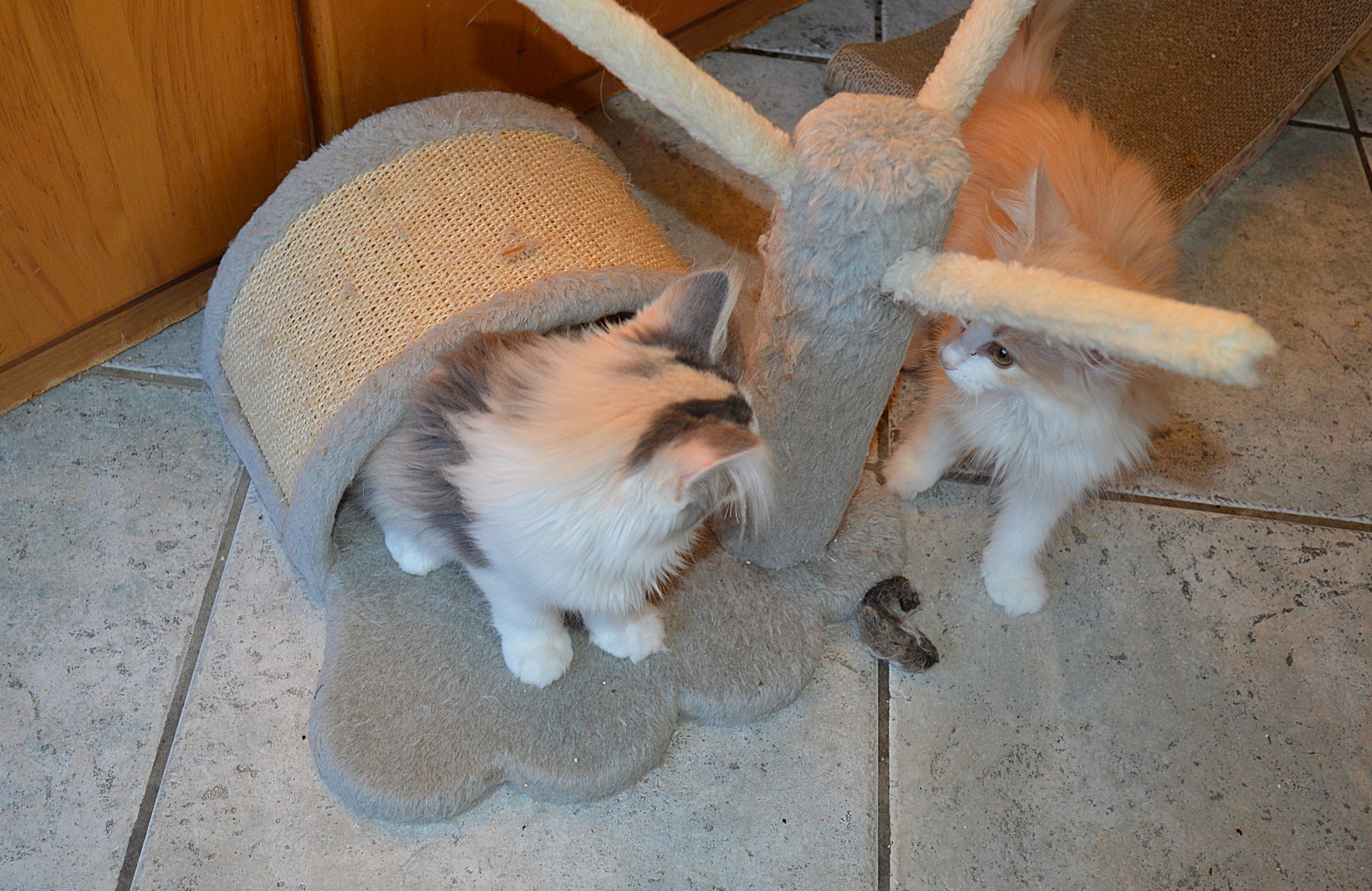 25Odile_und_Ophelia165_Wochen_alt