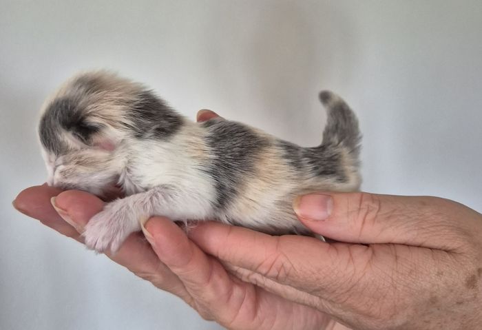 01Ophelia_1_Woche_alt