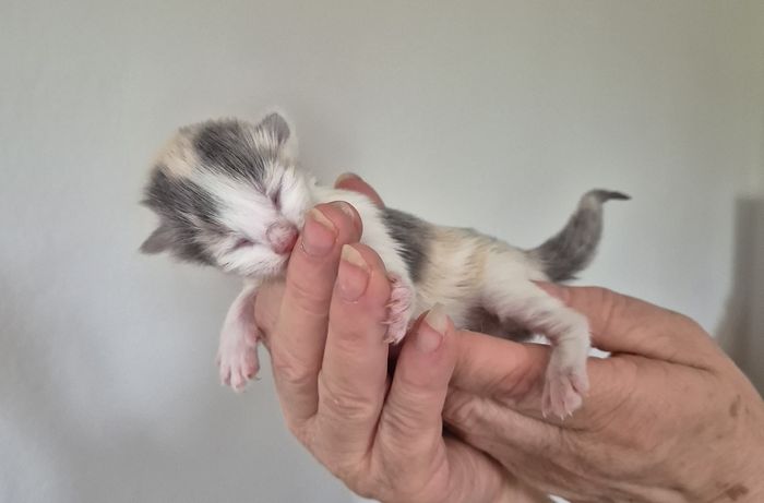 02Ophelia_1_Woche_alt