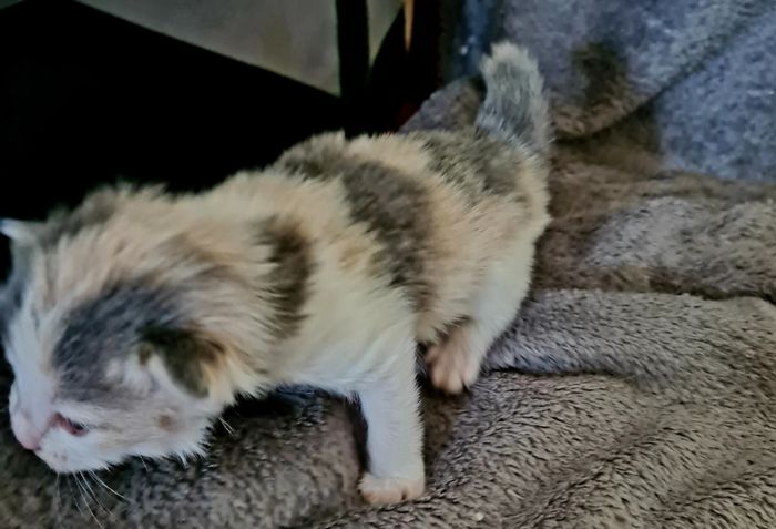 03Ophelia_2_Wochen_alt