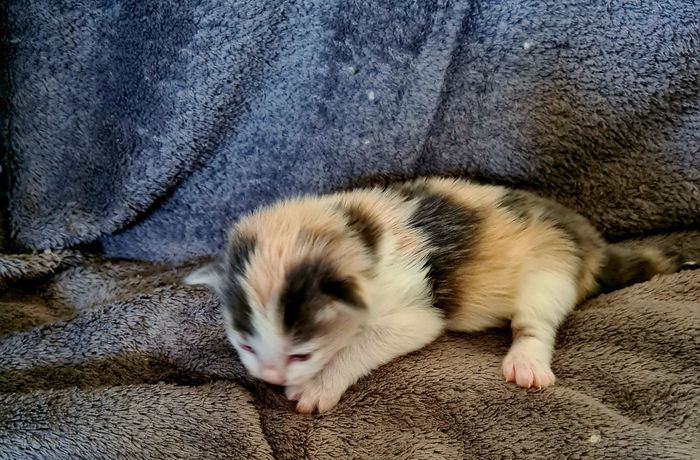 04Ophelia_2_Wochen_alt