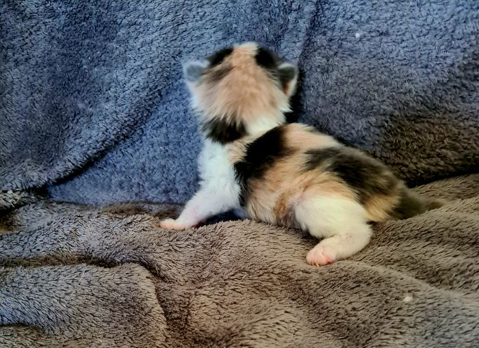 05Ophelia_2_Wochen_alt