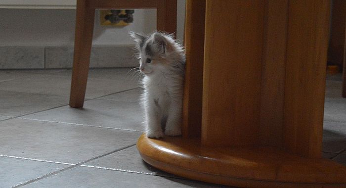 13Ophelia_7_Wochen_alt