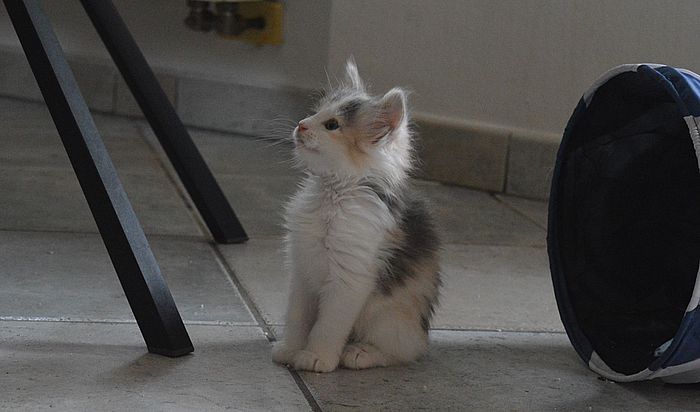 14Ophelia_7_Wochen_alt