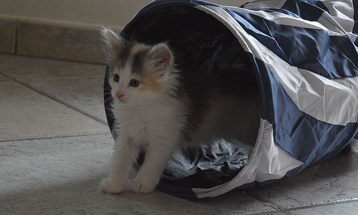 15Ophelia_7_Wochen_alt