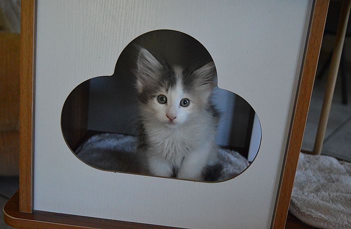 16Ophelia_8_Wochen_alt