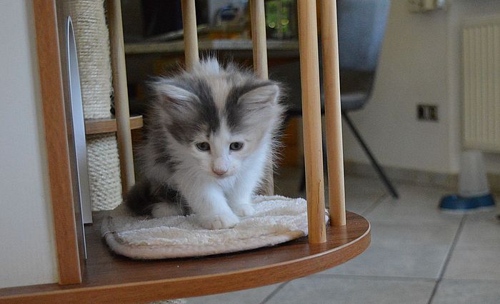 18Ophelia_8_Wochen_alt