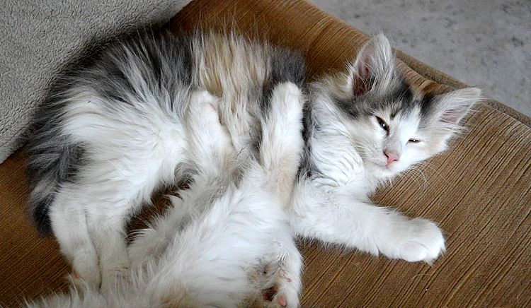 19Ophelia_10_Wochen_alt