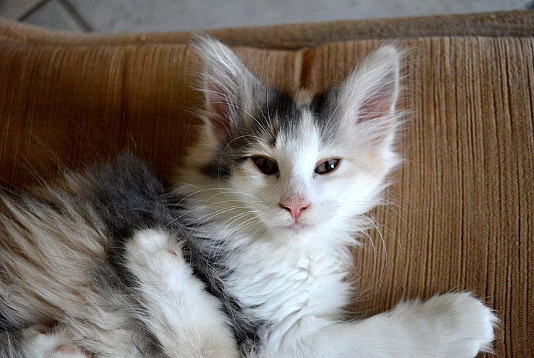 21Ophelia_10_Wochen_alt