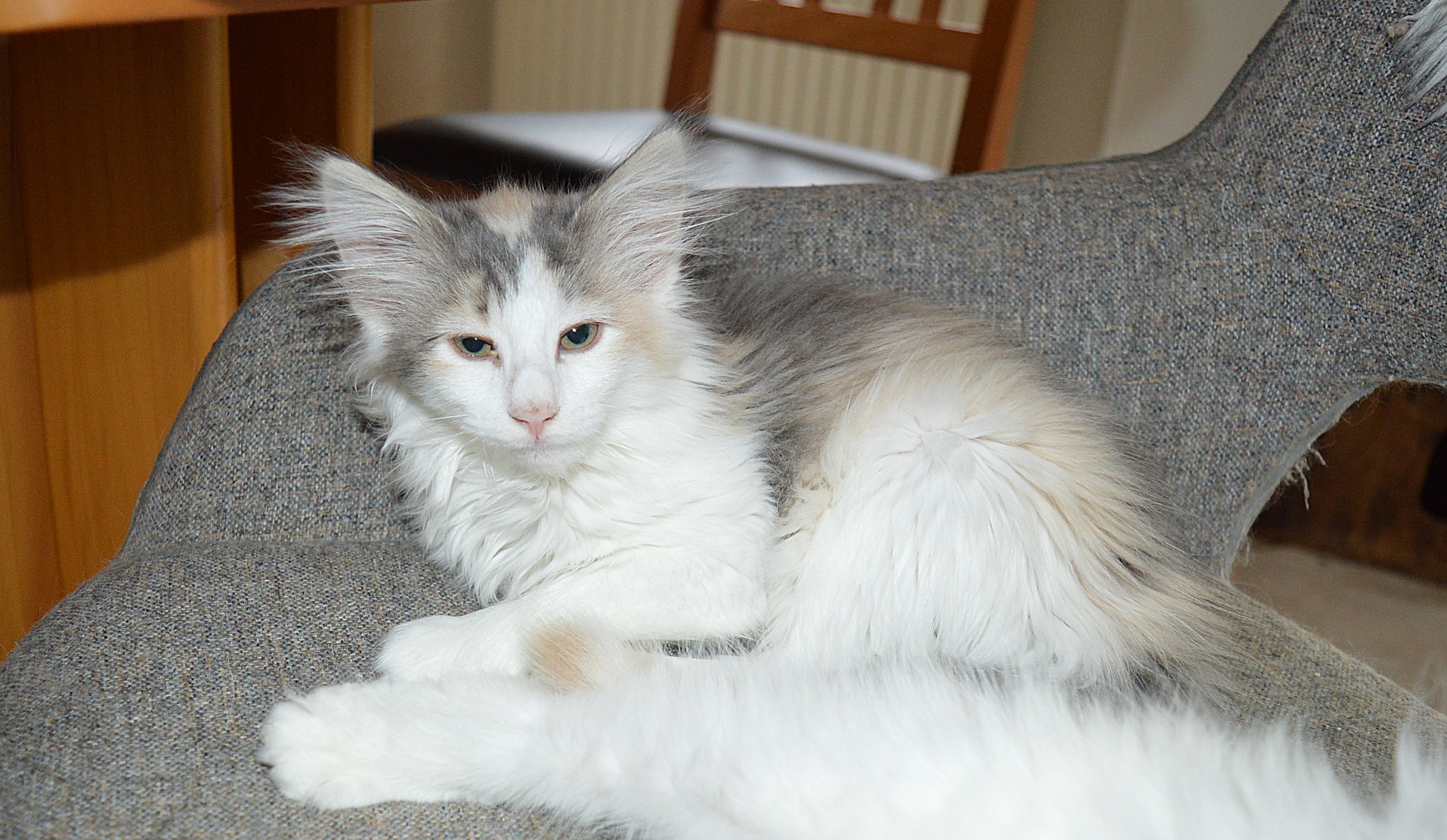 22Ophelia_14_Wochen_alt