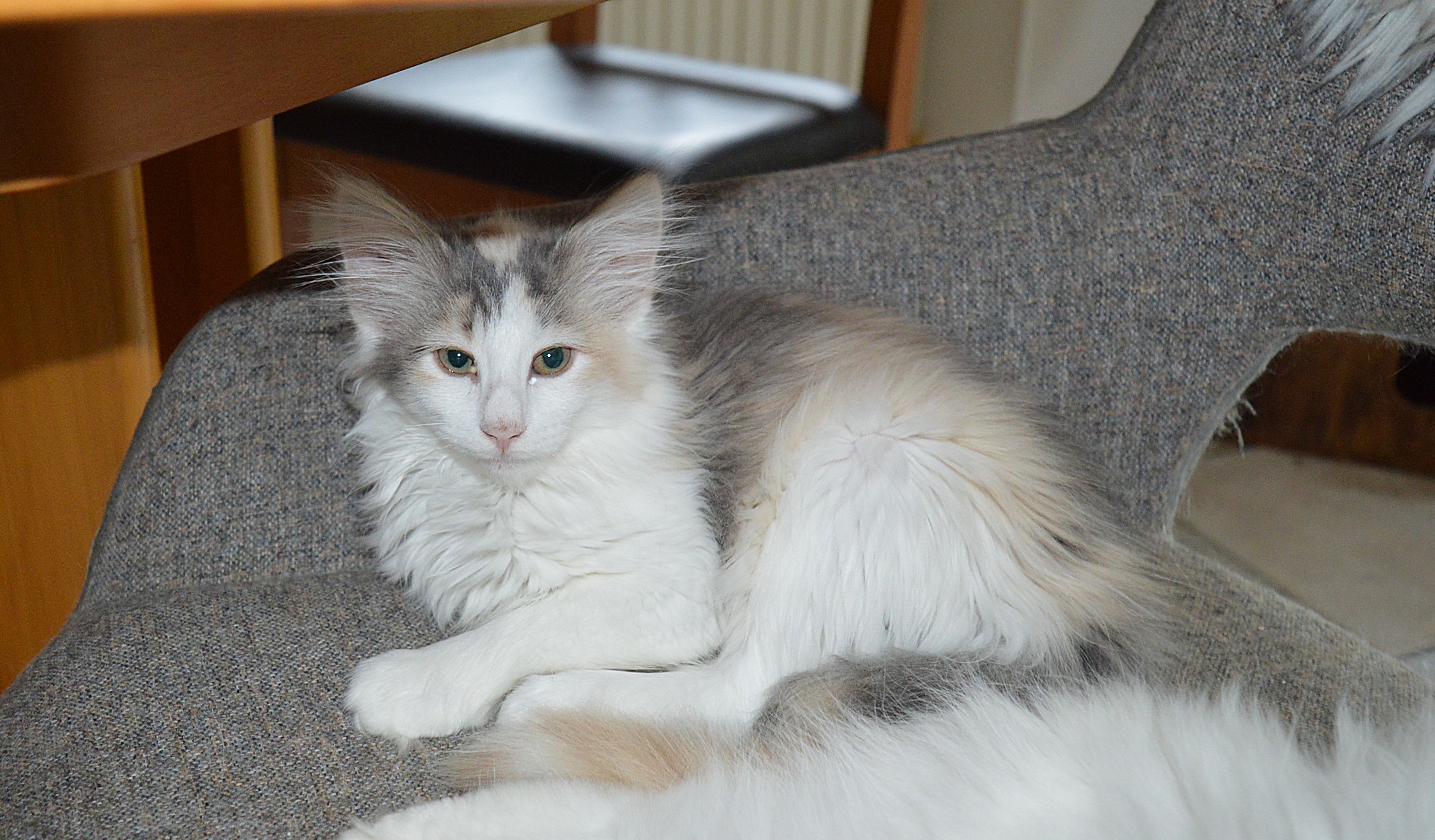 23Ophelia_14_Wochen_alt