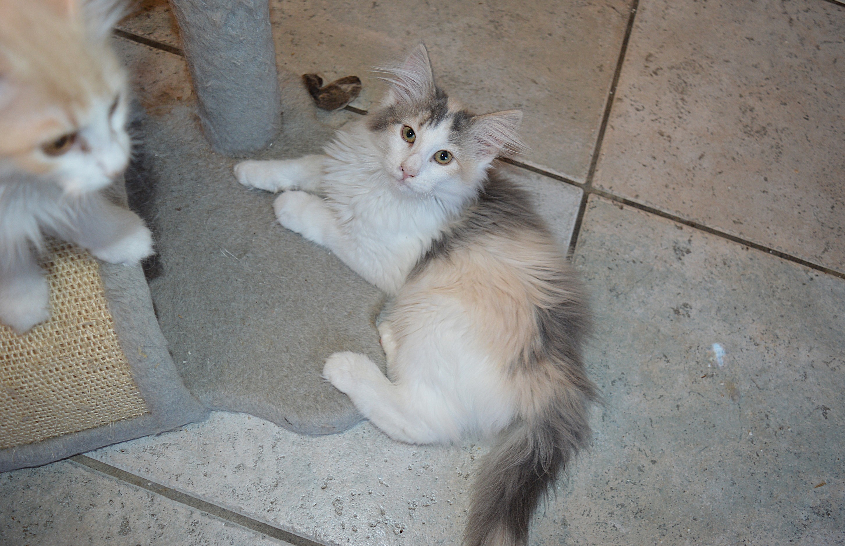 26Ophelia_165_Wochen_alt