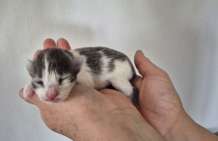 01Orpheus_1_Woche_alt