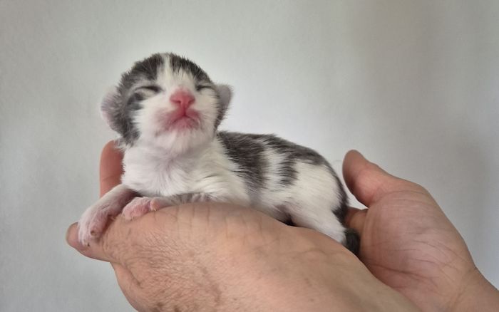 02Orpheus_1_Woche_alt