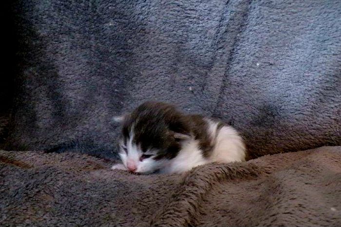 03Orpheus_2_Wochen_alt