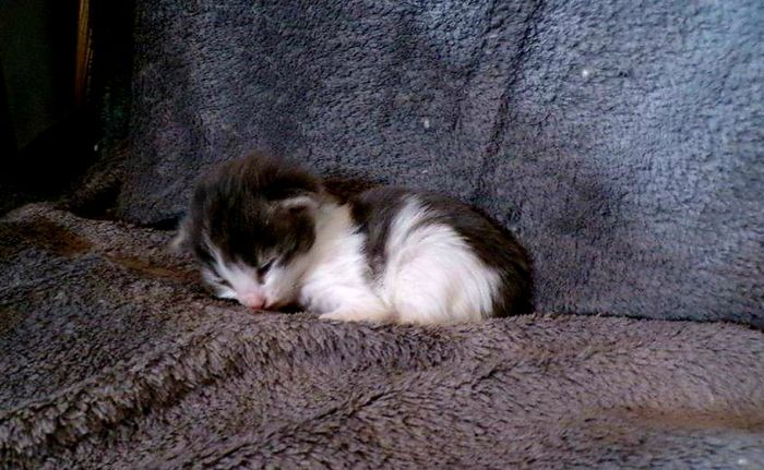 04Orpheus_2_Wochen_alt