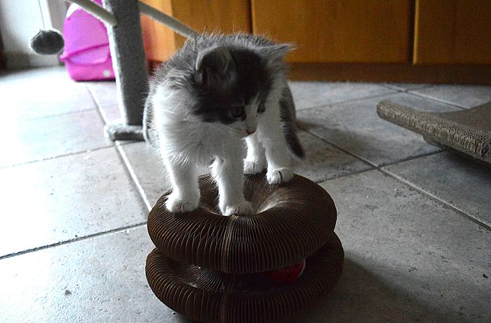 14Orpheus_7_Wochen_alt