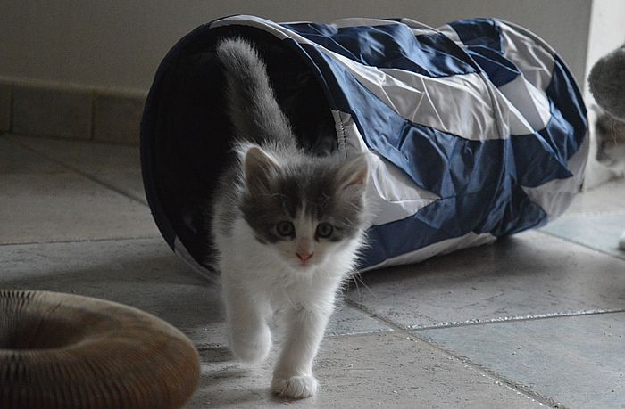 16Orpheus_7_Wochen_alt