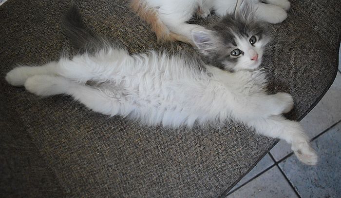 17Orpheus_8_Wochen_alt