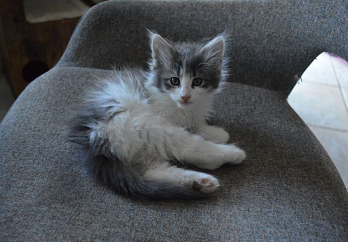 18Orpheus_8_Wochen_alt