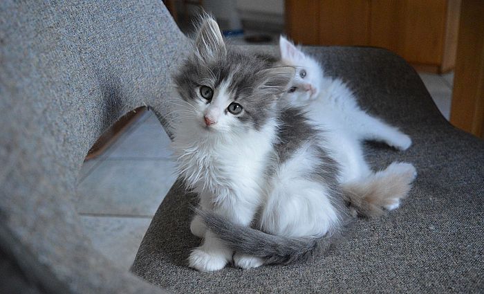 19Orpheus_8_Wochen_alt